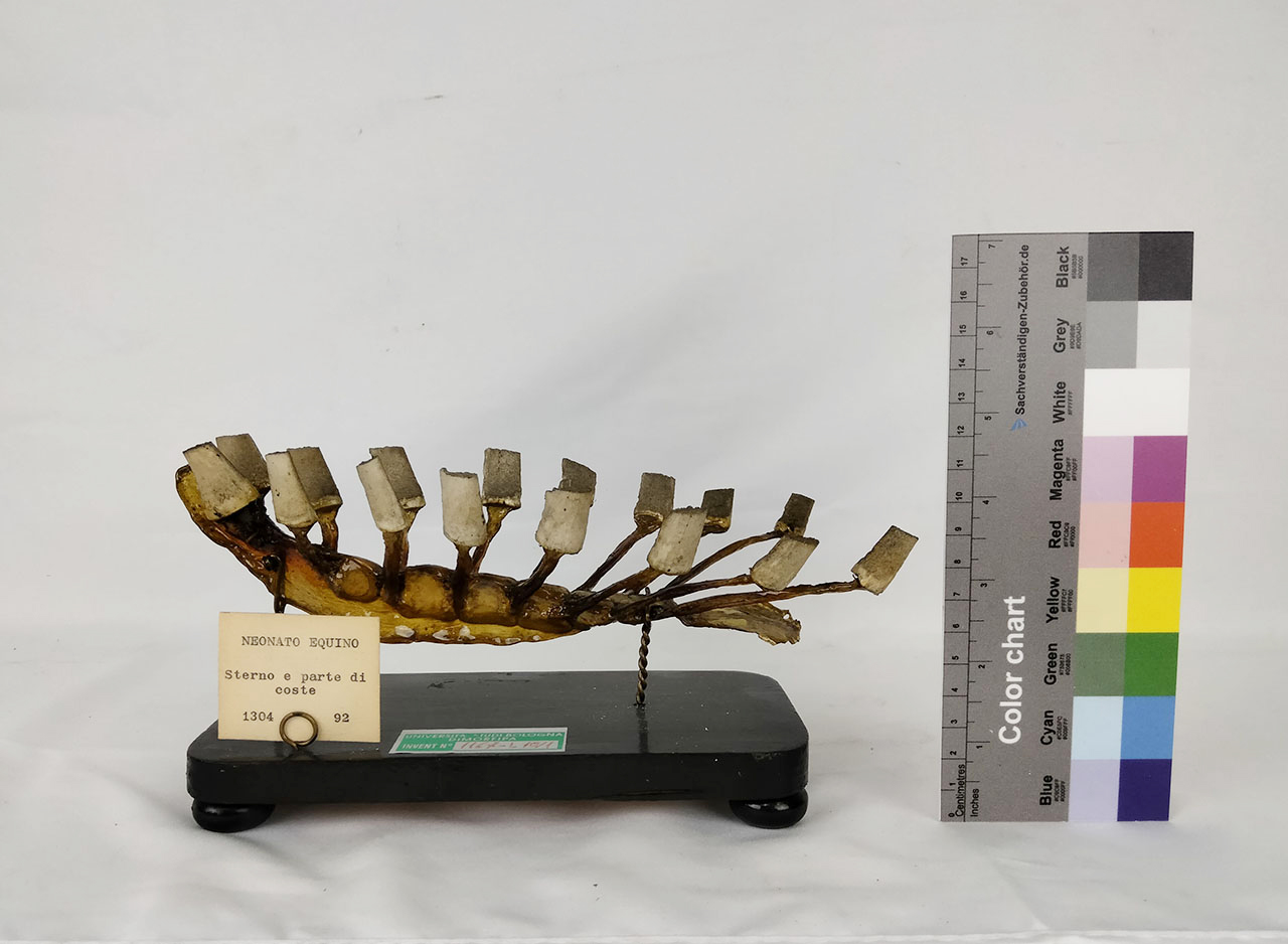 VERTEBRATI/ MAMMIFERI/ equino (esemplare)