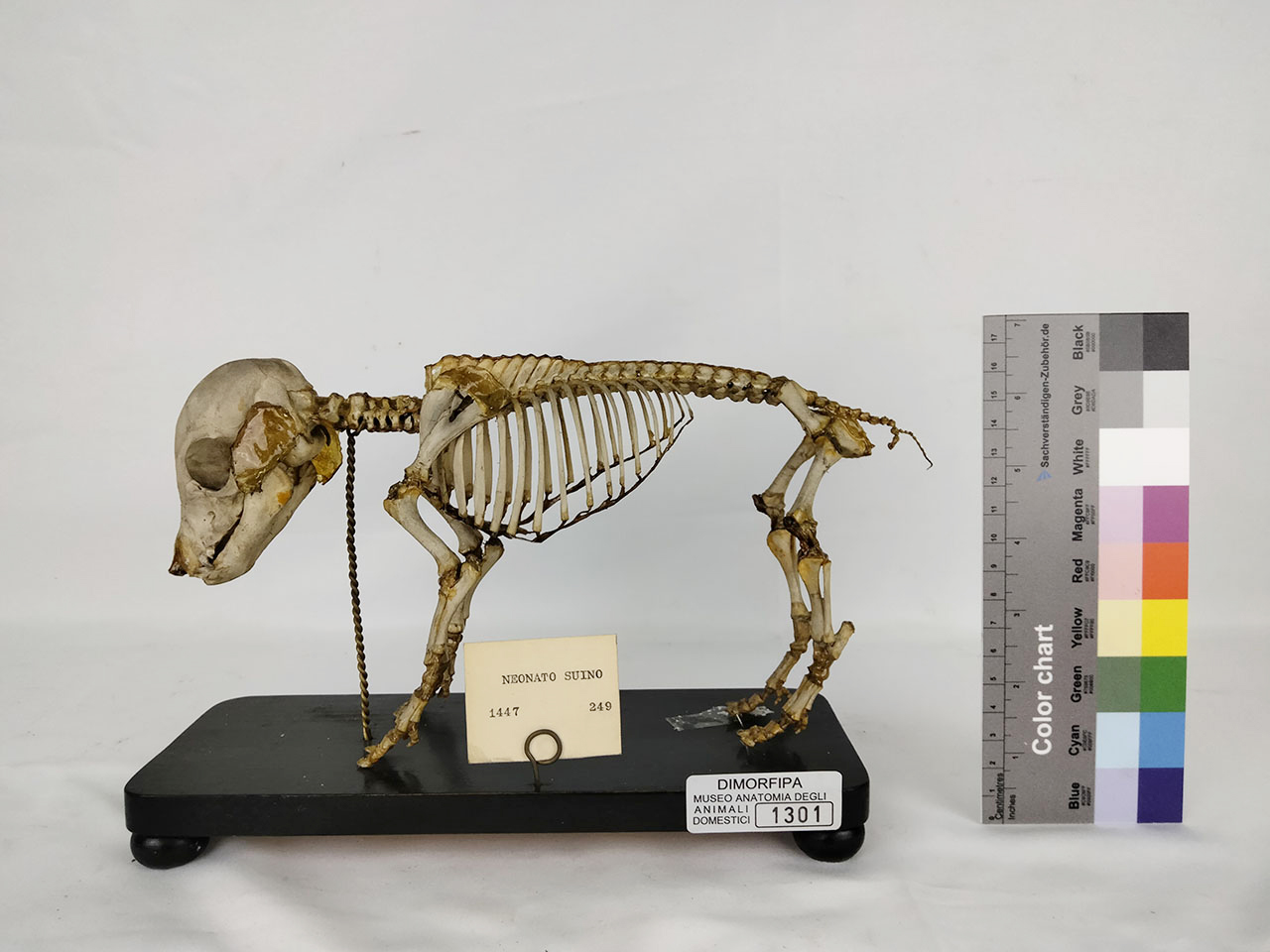 VERTEBRATI/ MAMMIFERI/ suino (esemplare)