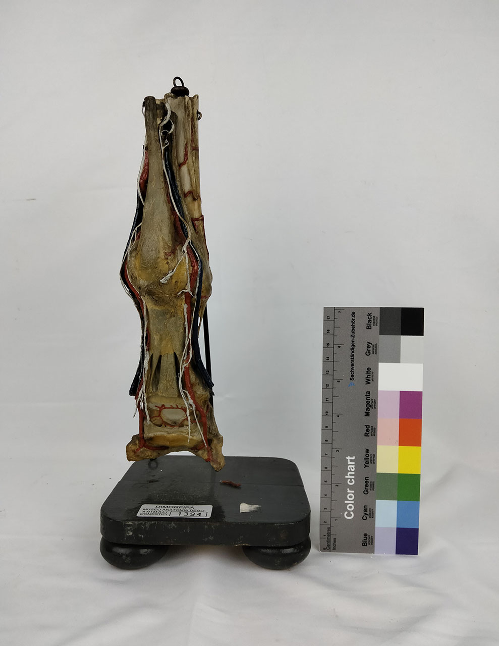 VERTEBRATI/ MAMMIFERI/ cavallo (esemplare)