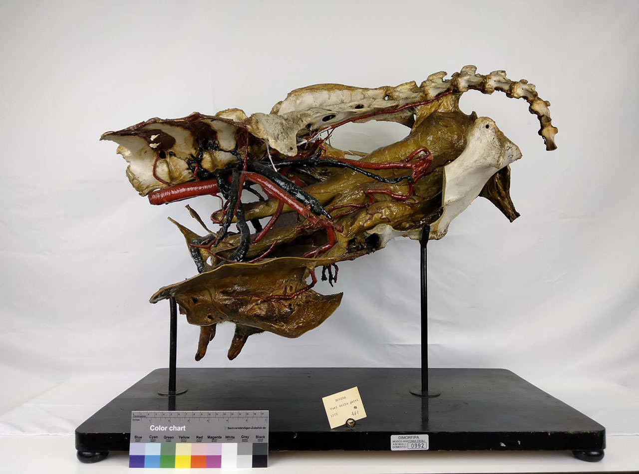 VERTEBRATI/ MAMMIFERI/ vacca (serie)