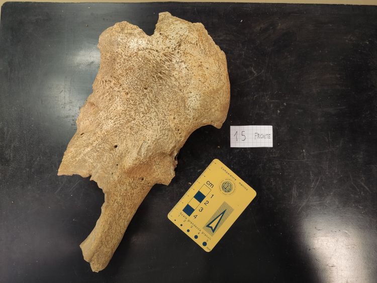 fossile (frammento cranico di orso, esemplare)