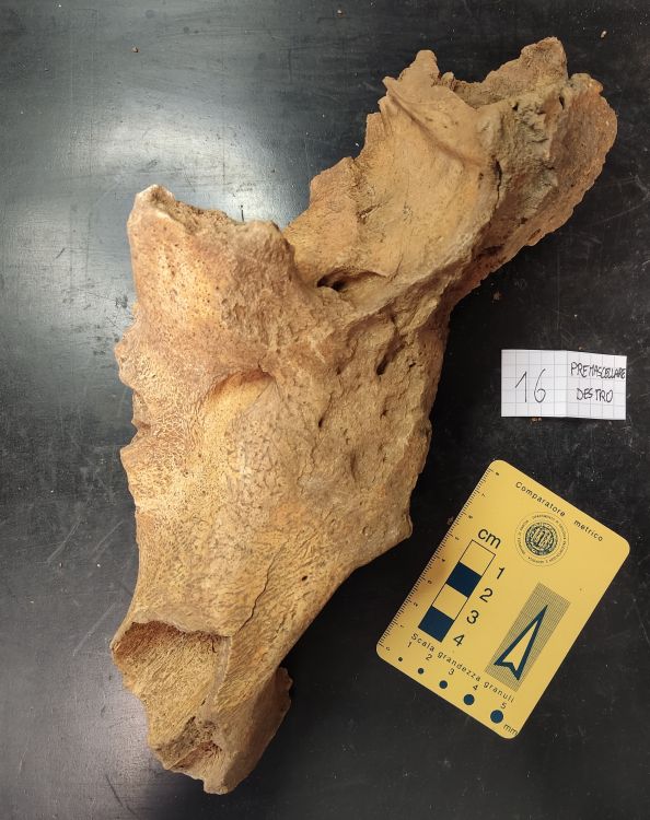 fossile (frammento cranico di orso, esemplare)