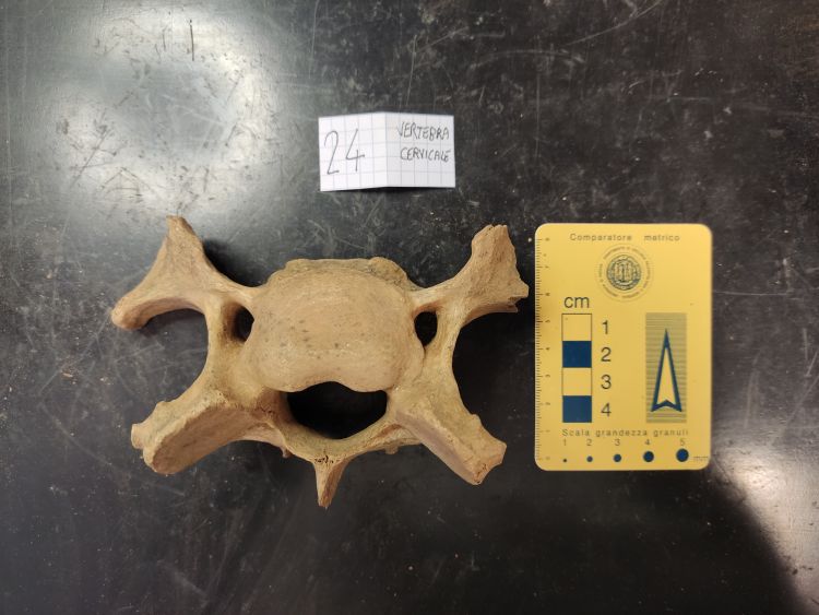 fossile (vertebra di orso, esemplare)