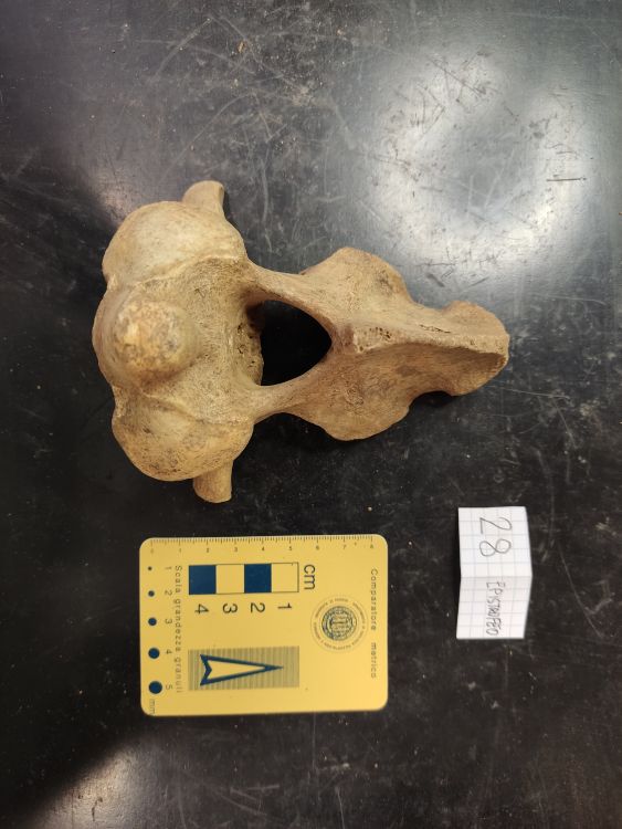 fossile (vertebra di orso, esemplare)