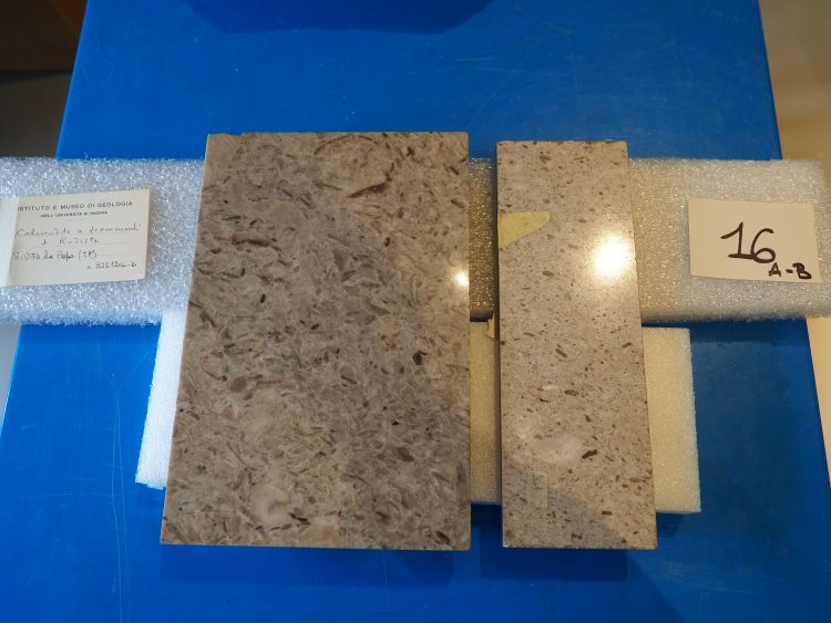 Calcirudite (esemplare)