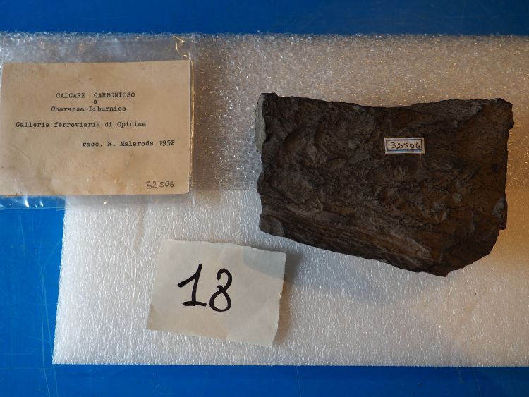 Calcare carbonioso (esemplare)