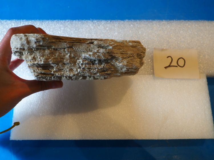 Diatomite (esemplare)