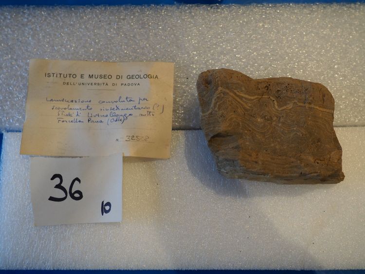 Calcare marnoso (esemplare)