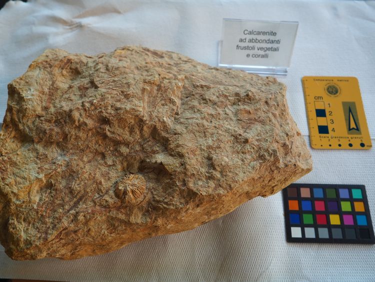 Calcarenite (esemplare)