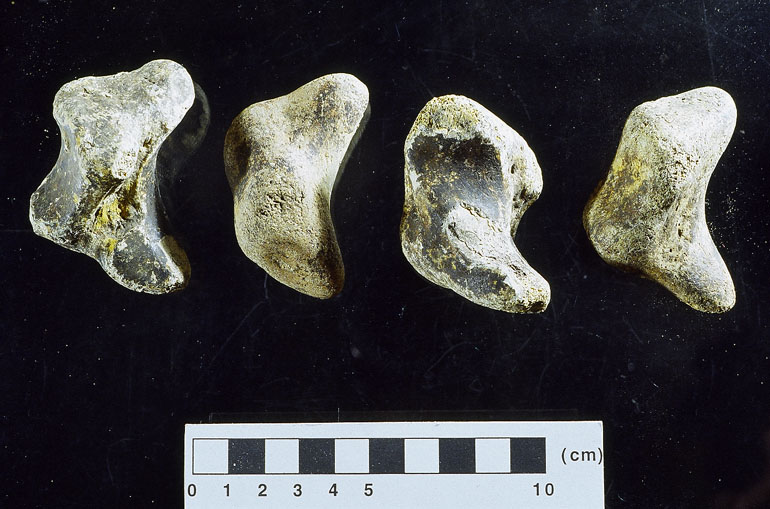 fossile (carpale, esemplare)