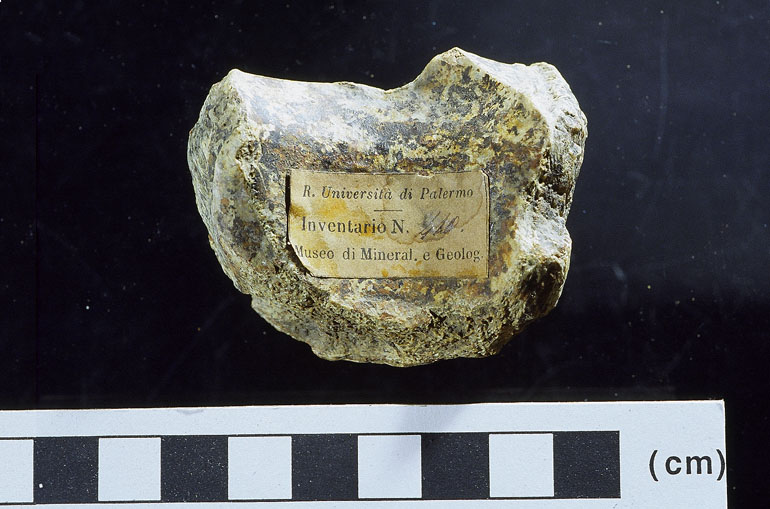 fossile (tarsale, esemplare)