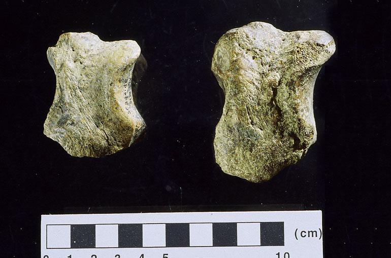 fossile (carpale, esemplare)