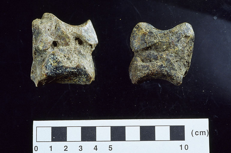 fossile (carpale, esemplare)