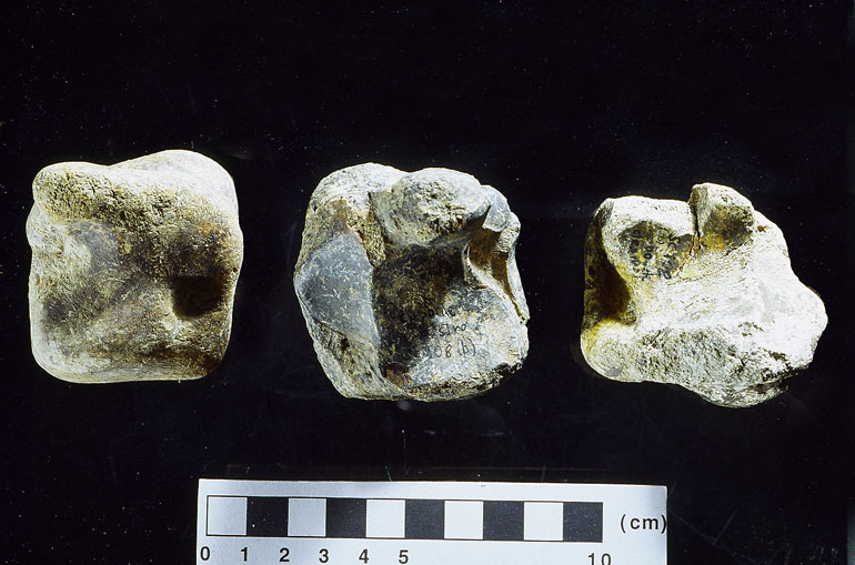 fossile (tarso, esemplare)