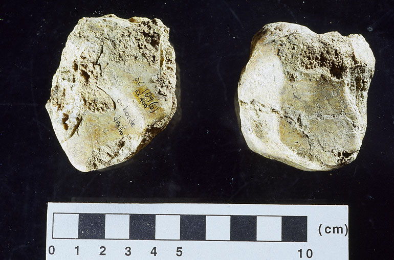 fossile (tarso, esemplare)