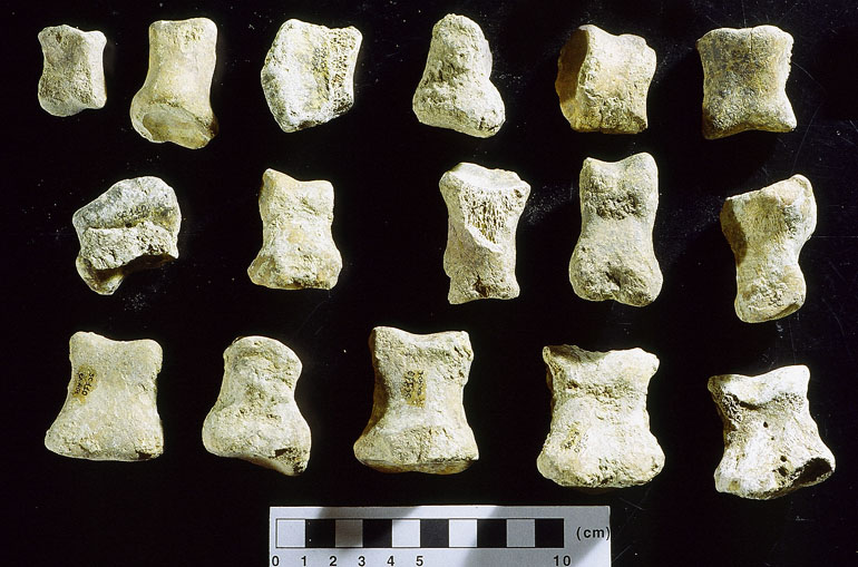 fossile (falange, esemplare)