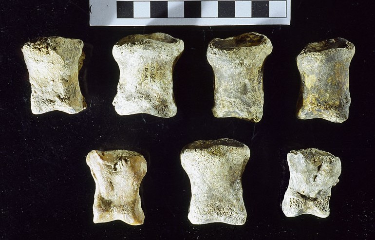 fossile (falange, esemplare)