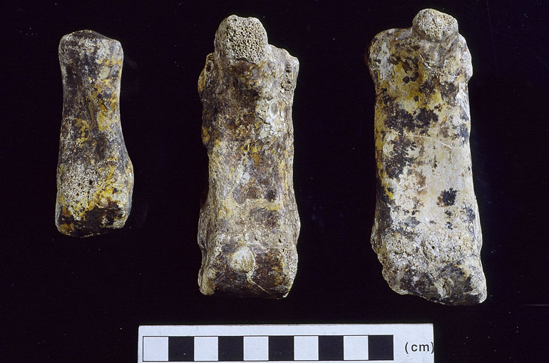 fossile (metatarso, esemplare)