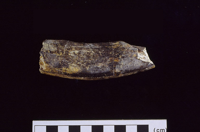 fossile (Ippopotamo, esemplare)