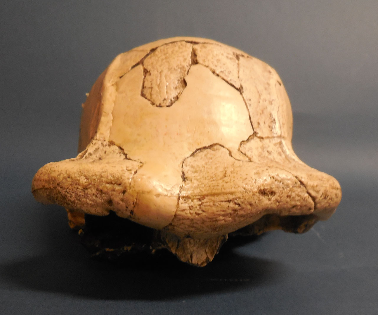 calco di cranio - produzione africana (secc. XX/XXI)