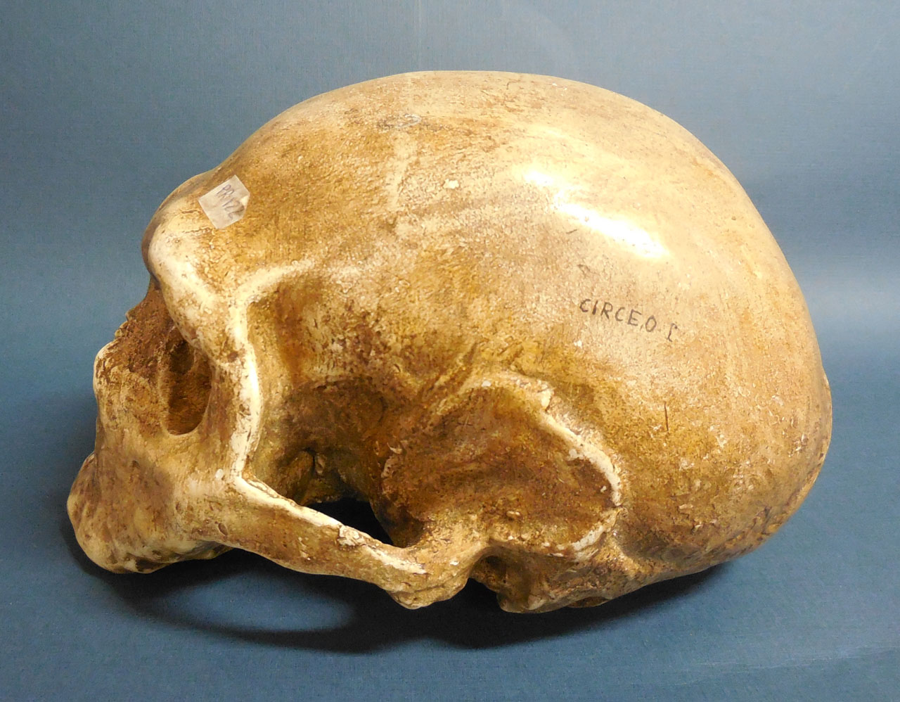 calco di cranio - produzione italiana (secc. XX/XXI)