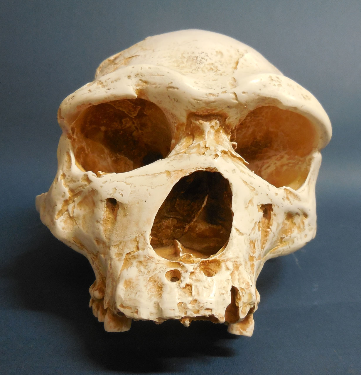 calco di cranio - produzione francese (secc. XX/XXI)