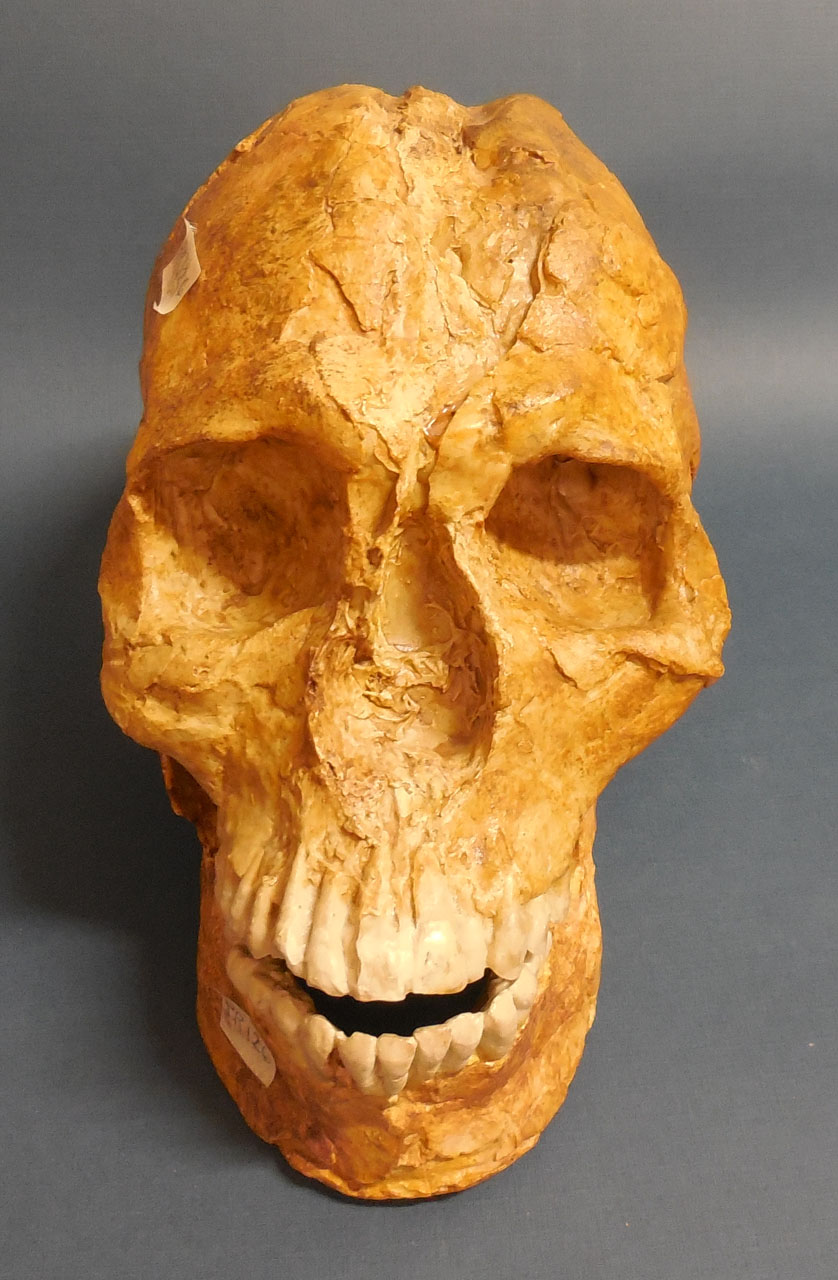 calco di cranio a mandibola - produzione asiatica (secc. XX/XXI)