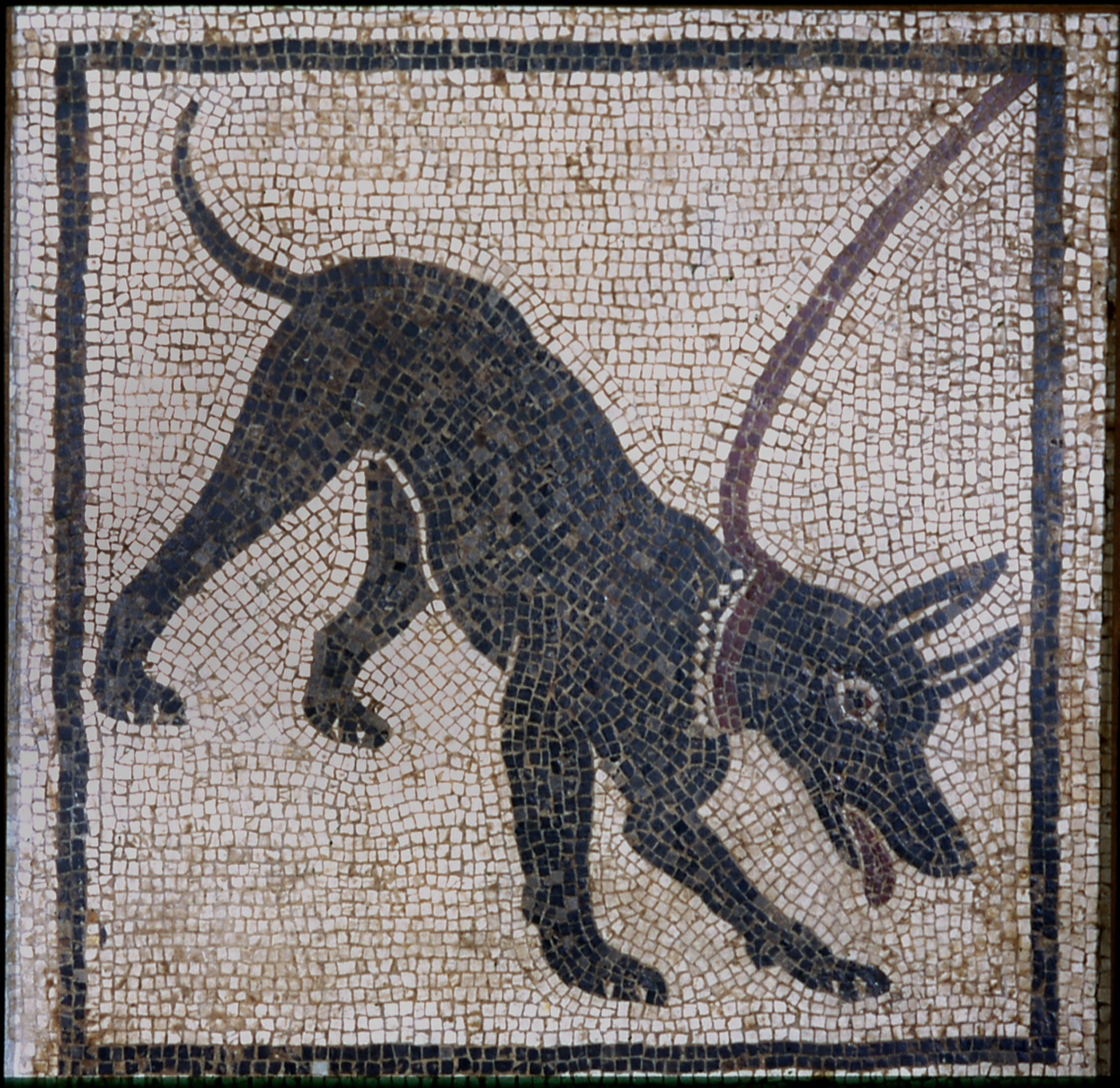 Cane (mosaico/ pavimentale, bianco e nero/ figurato) (SECOLI/ I)