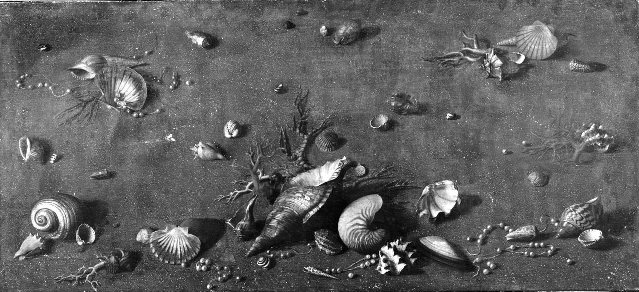 natura morta con conchiglie, rami di corallo e perle (dipinto) di Cioci Antonio (XVIII)