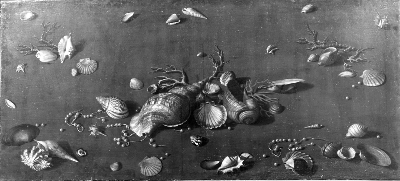 conchiglie, rami di corallo e perle (dipinto) di Cioci Antonio (XVIII)