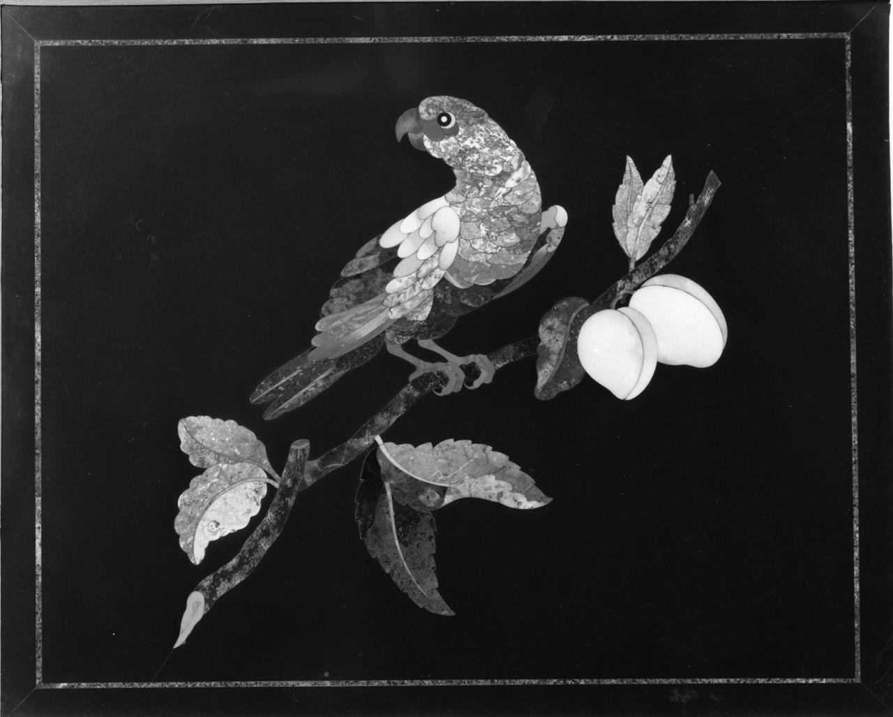 pappagallo (formella) - manifattura granducale (fine/ inizio XVII-XVIII)