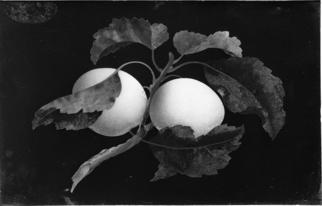 Albicocche (formella) - manifattura fiorentina (XIX)