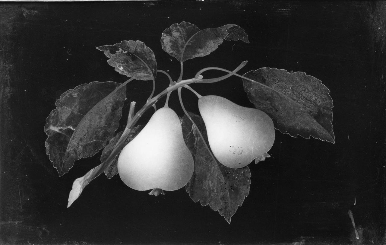 Pere (formella) - manifattura fiorentina (XIX)