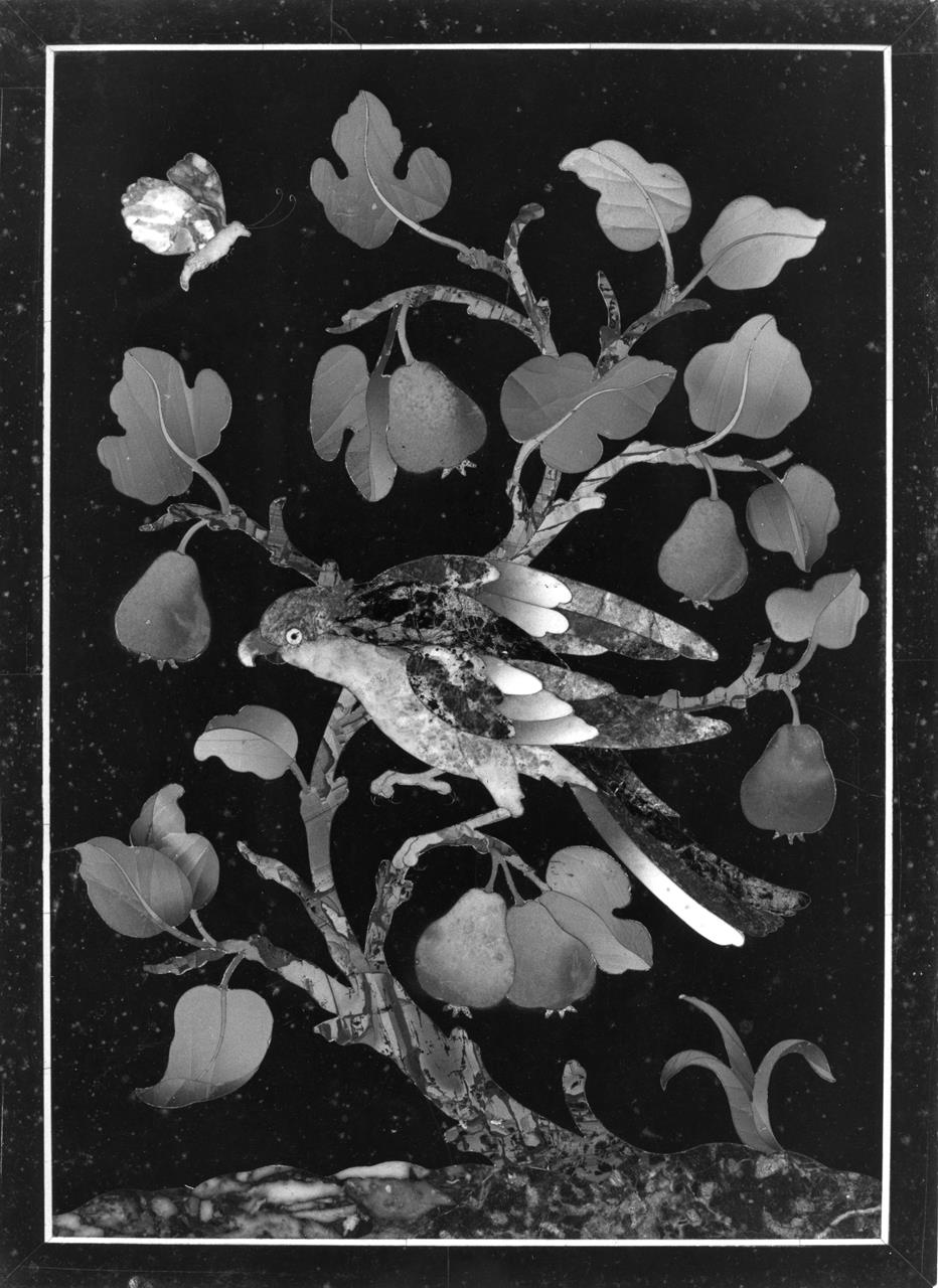 Pappagallo su albero di pero (formella) - manifattura granducale (ultimo quarto XVII)