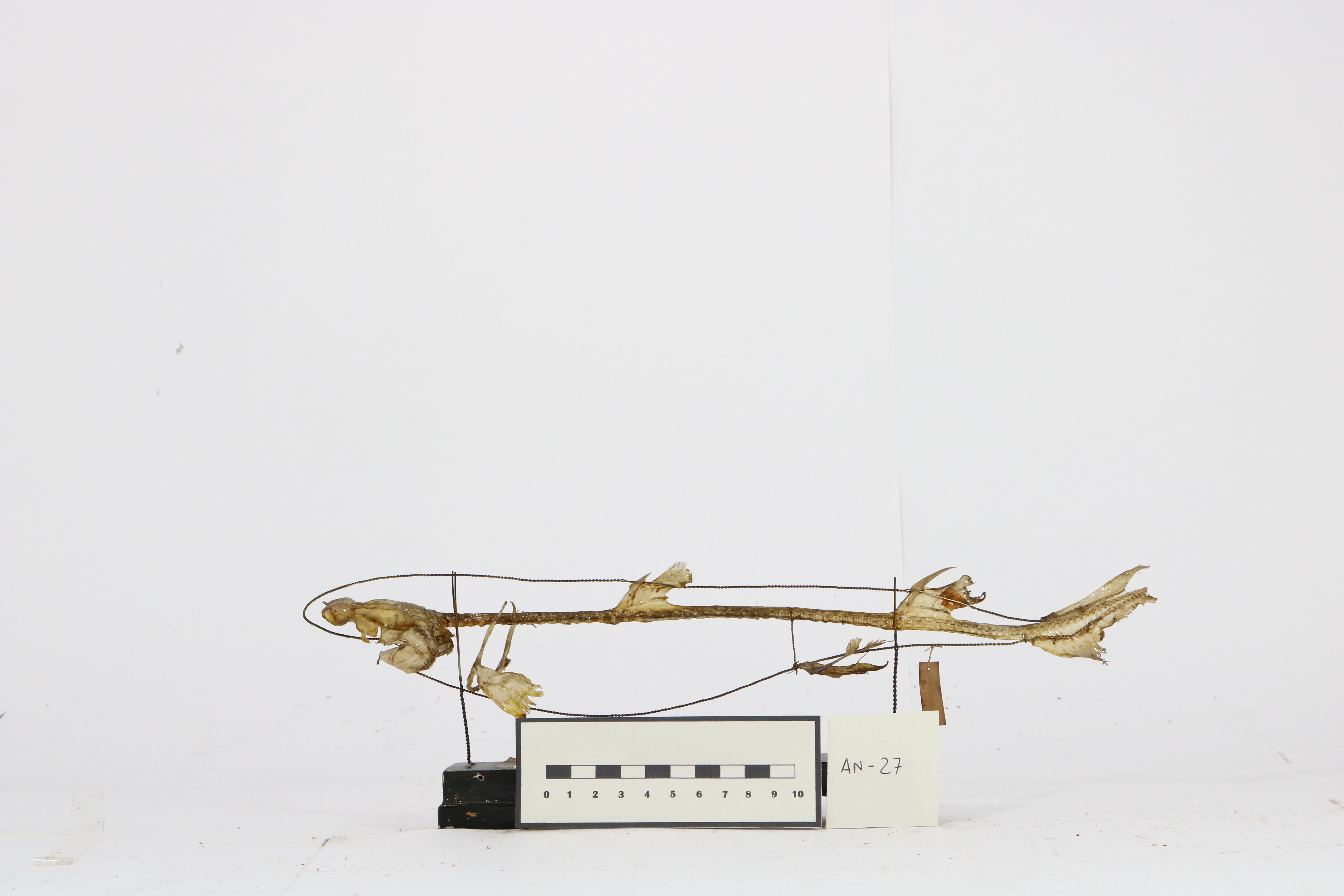 VERTEBRATI/ PESCI/ Pesci cartilaginei (esemplare)