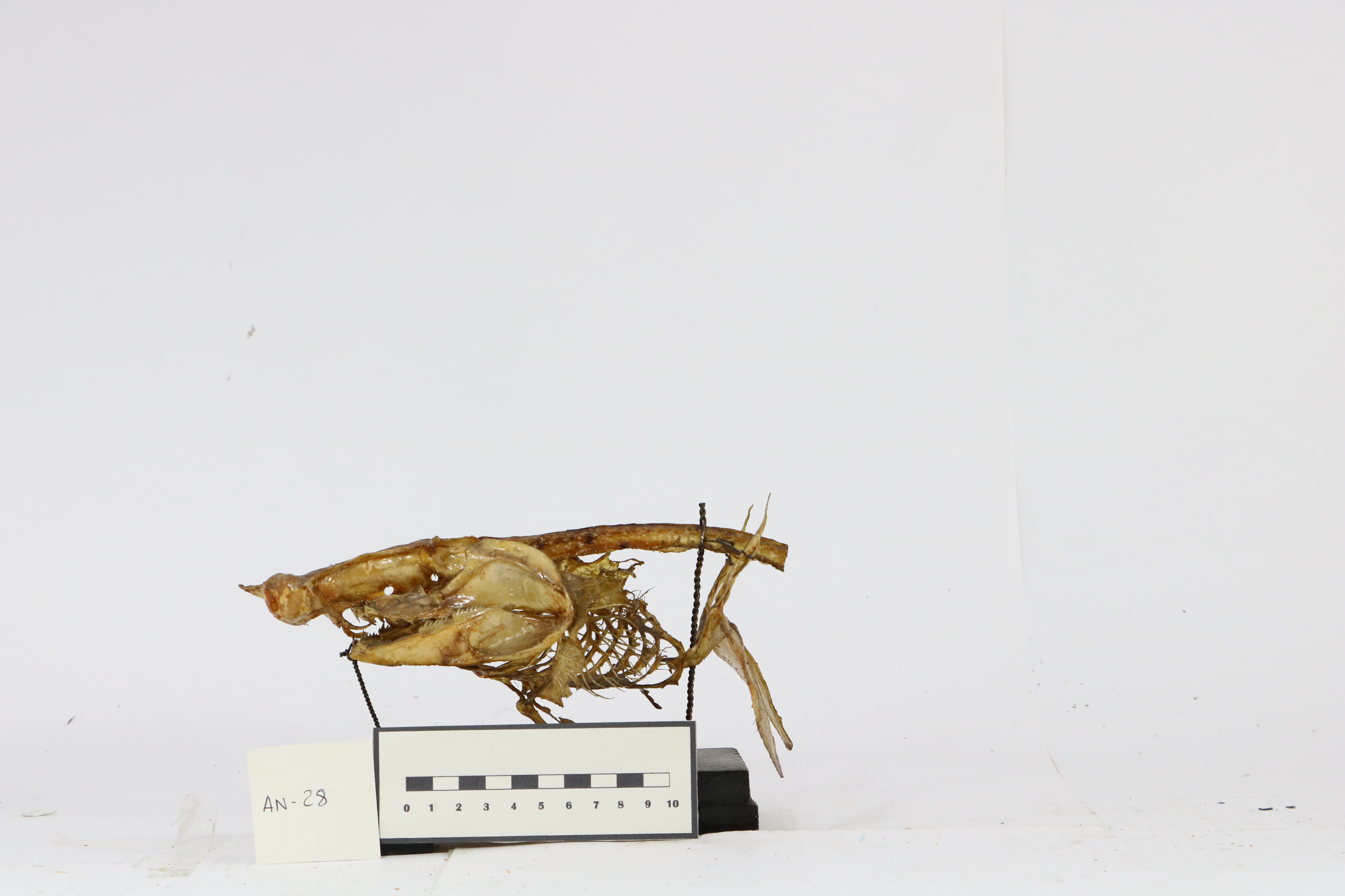 Vertebrati/ Pesci cartilaginei/ Squalo manzo (esemplare)