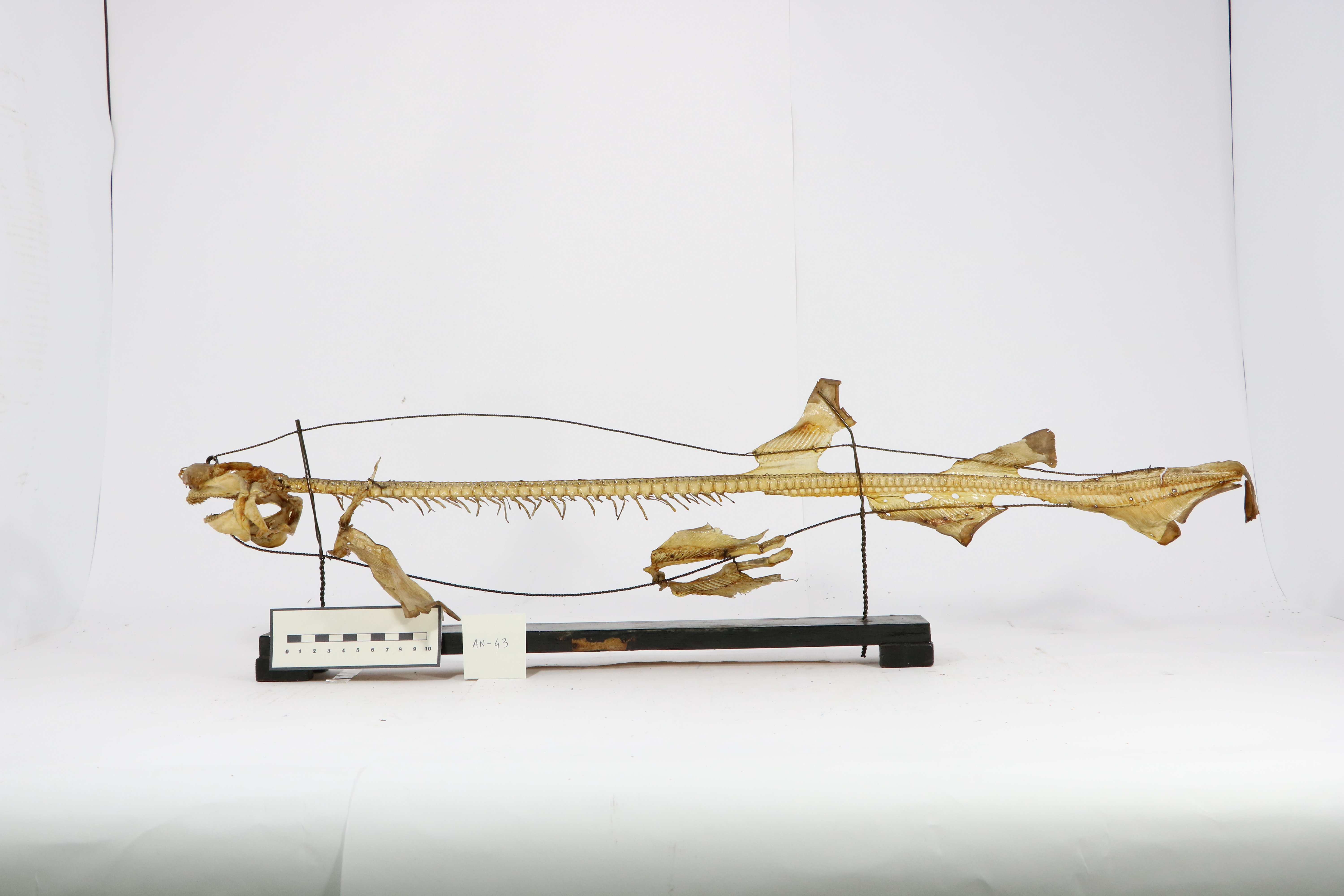 Vertebrati/ Pesci cartilaginei/ Gattuccio maggiore (esemplare)