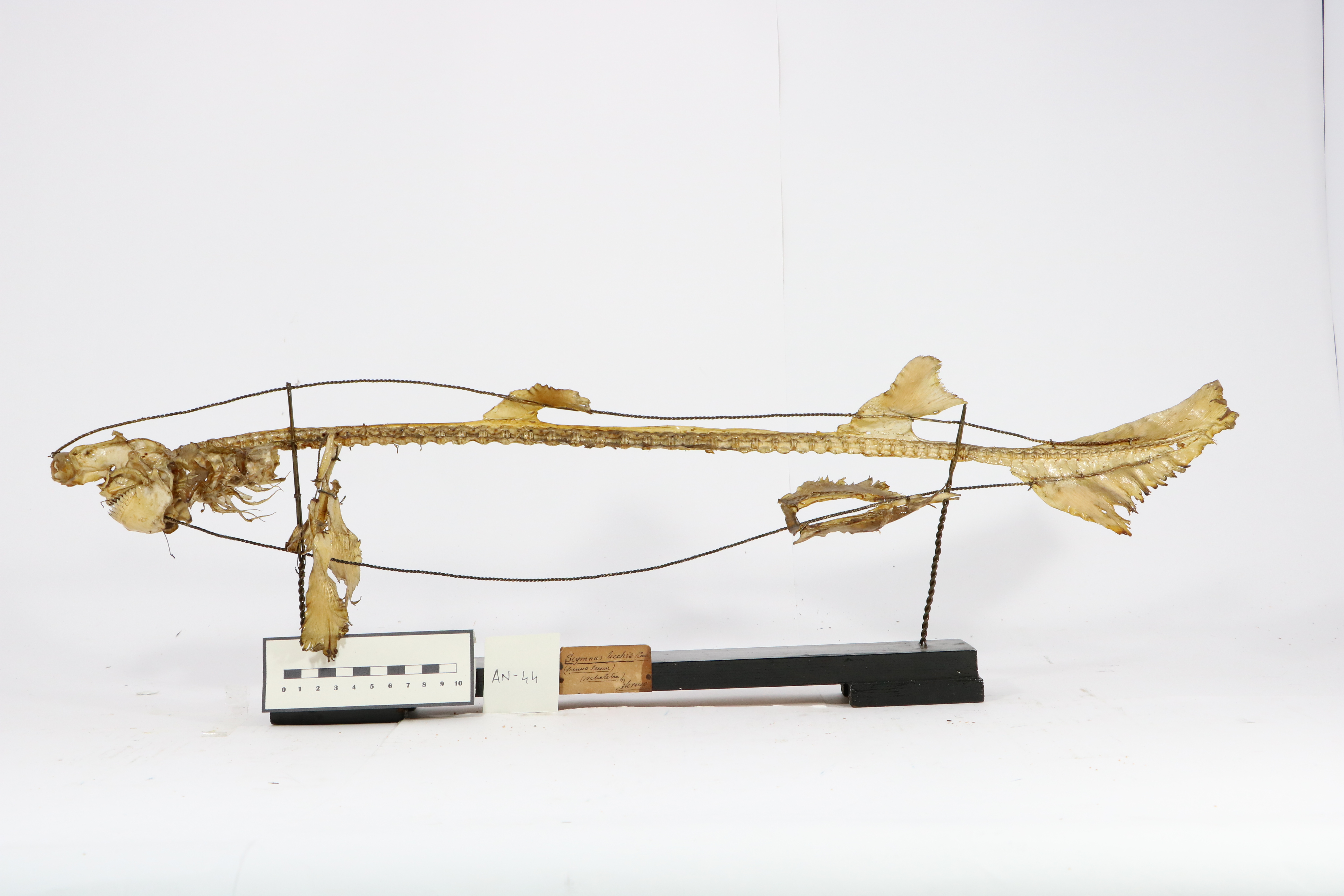 Vertebrati/ Pesci cartilaginei/ Squalo zigrigno (esemplare)