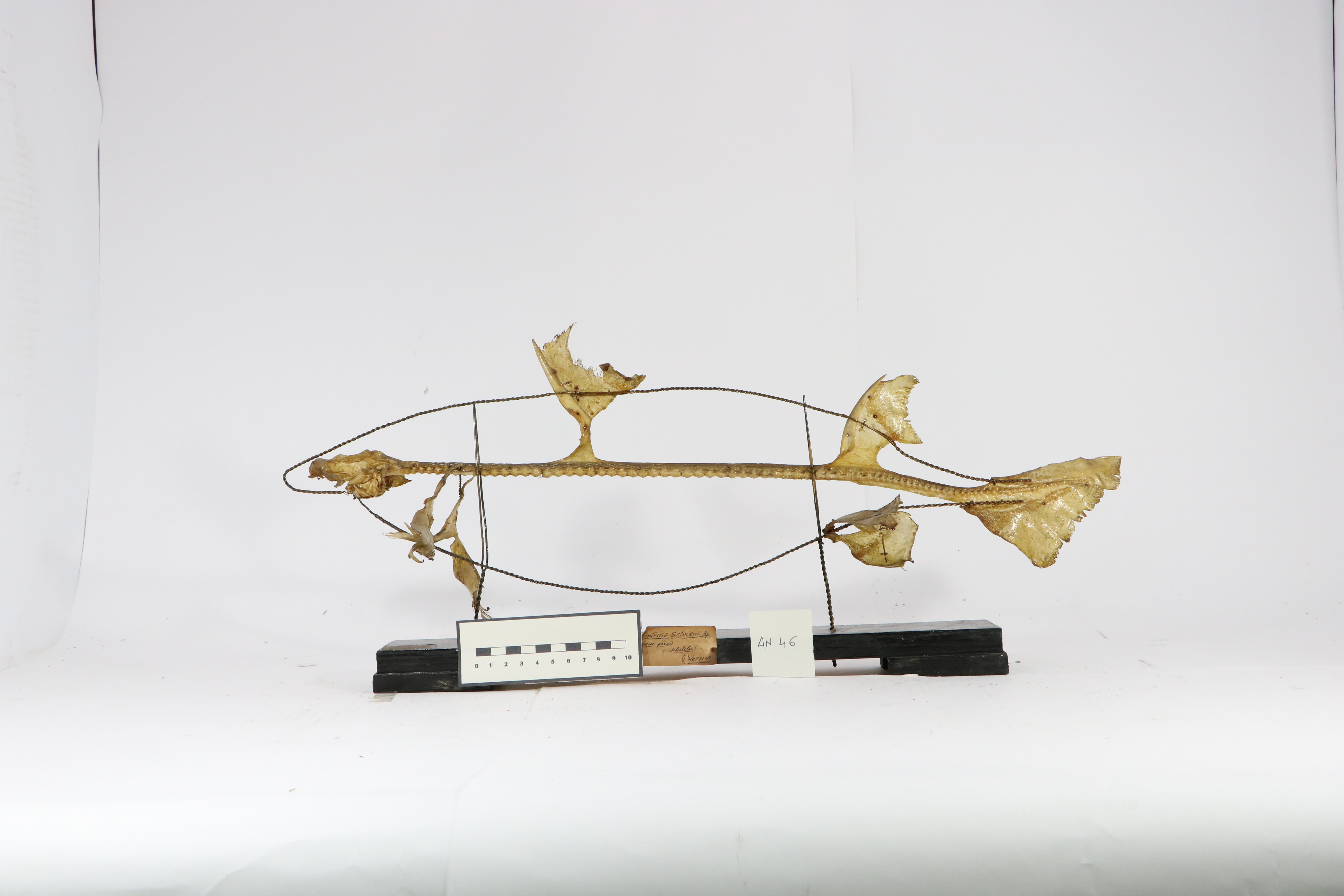 Vertebrati/ Pesci cartilaginei/ pesce porco (esemplare)