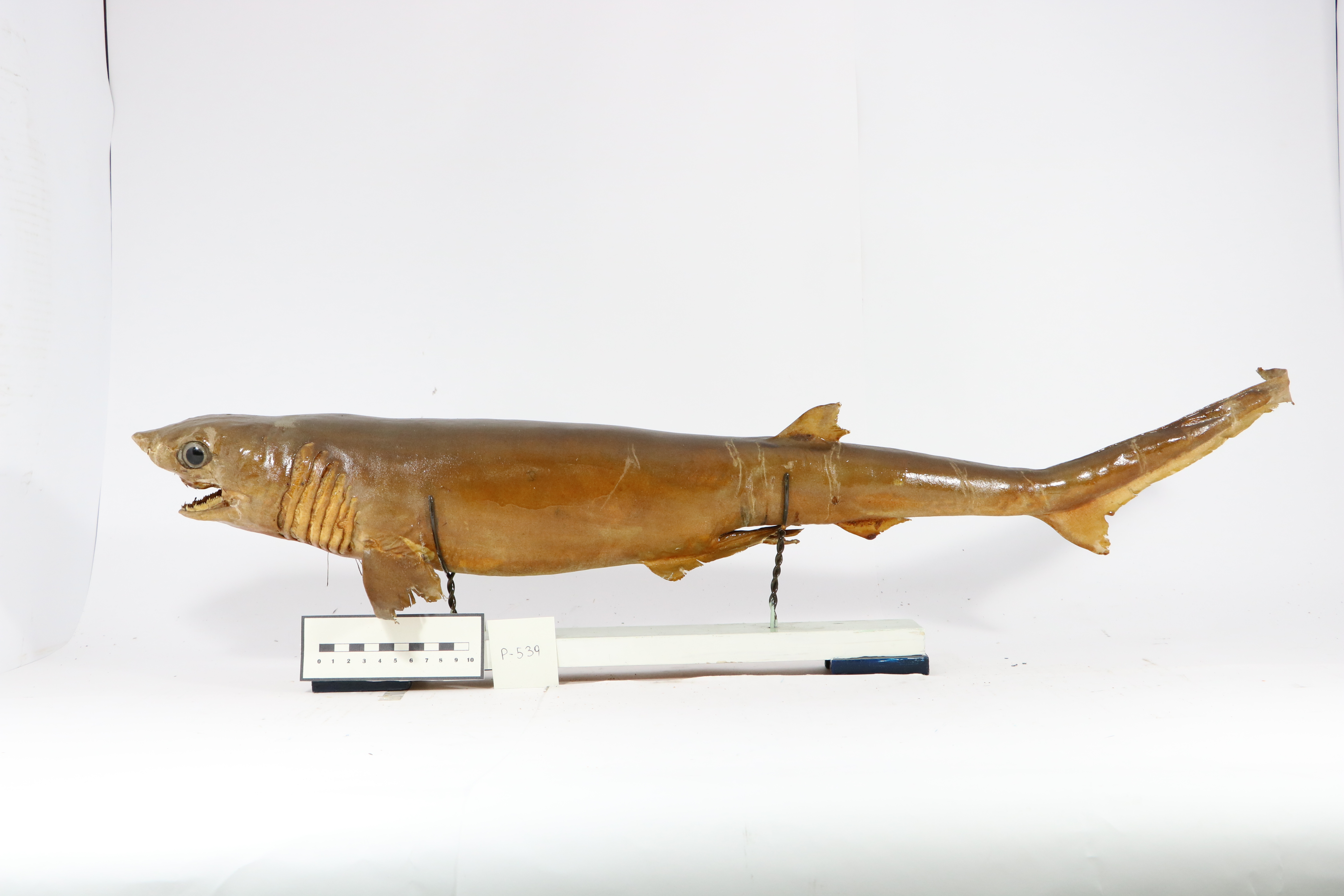 Vertebrati/ Pesci cartilaginei/ pesce porco (esemplare)