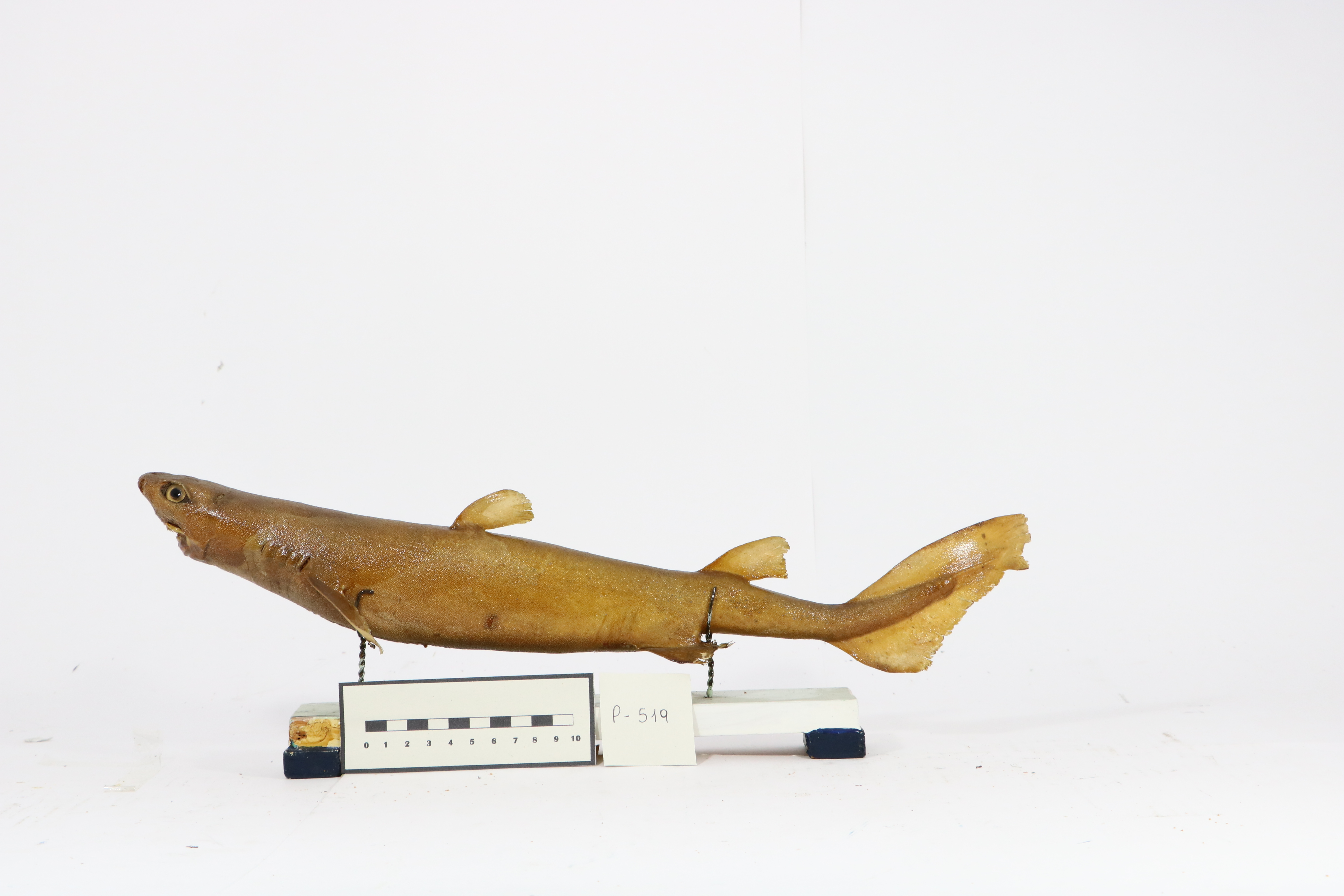 Vertebrati/ Pesci cartilaginei/ Squalo zigrigno (esemplare)