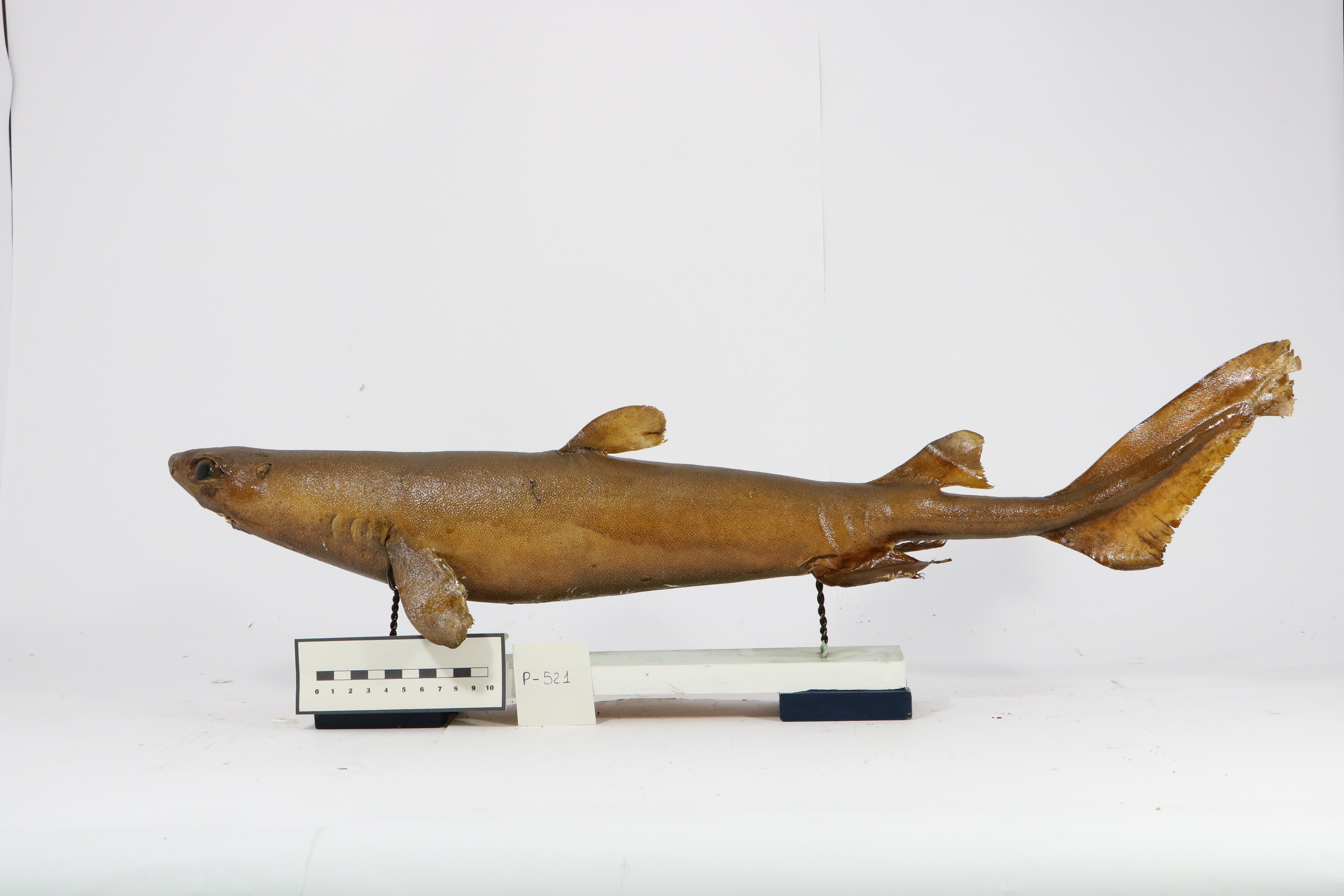 Vertebrati/ Pesci cartilaginei/ Squalo zigrigno (esemplare)