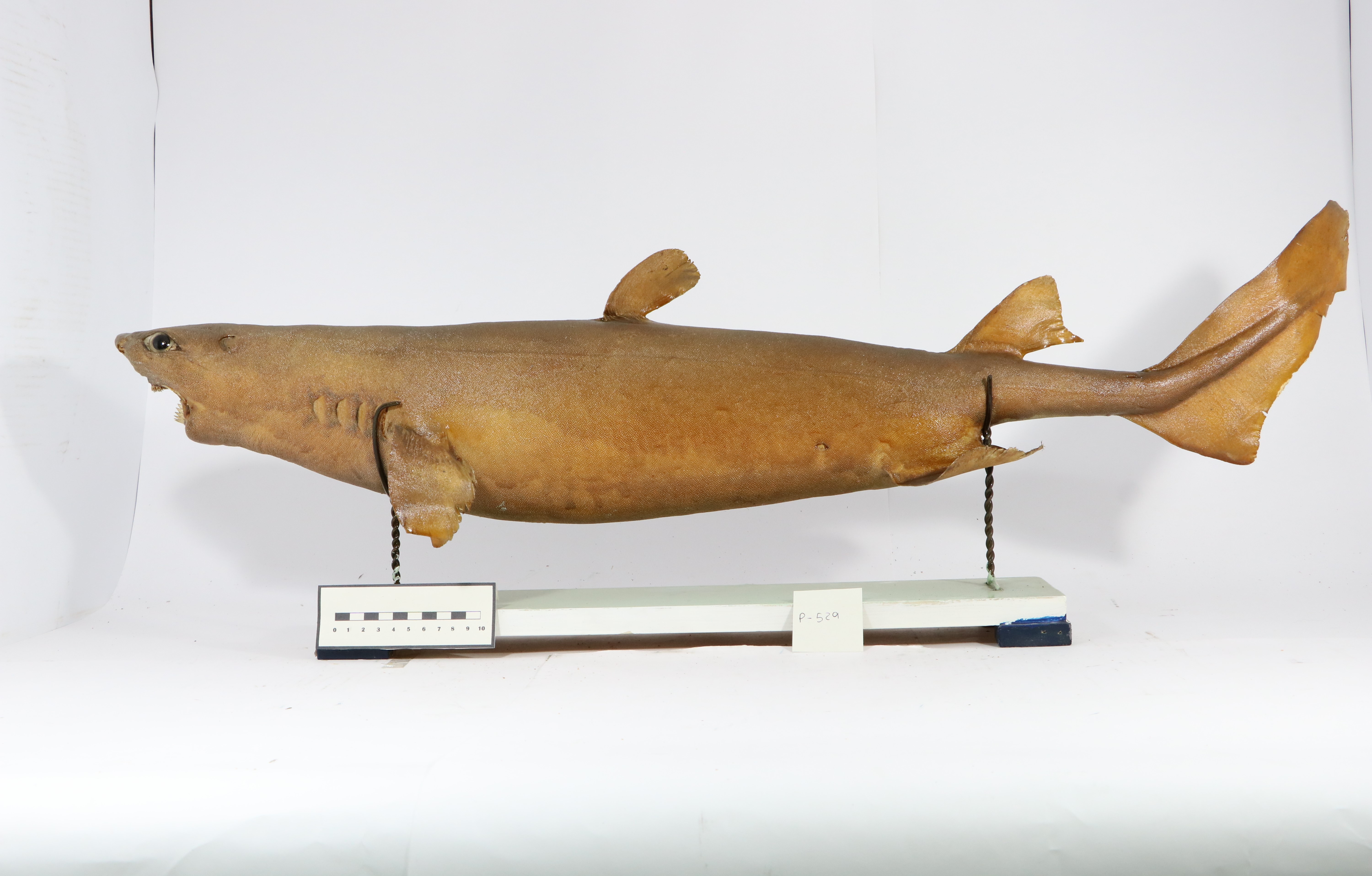 Vertebrati/ Pesci cartilaginei/ Squalo zigrigno (esemplare)