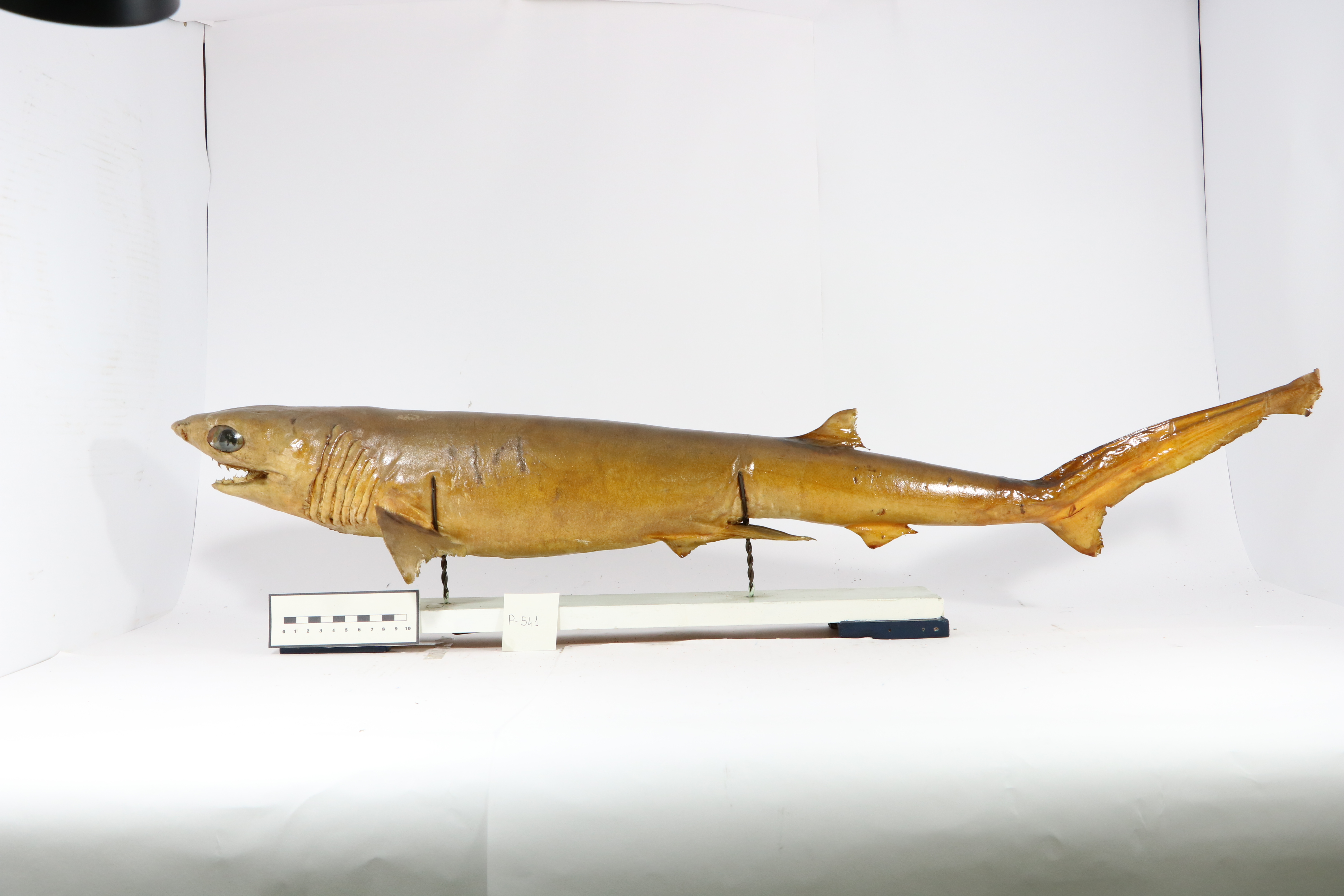 Vertebrati/ Pesci cartilaginei/ Notidano cinereo (esemplare)