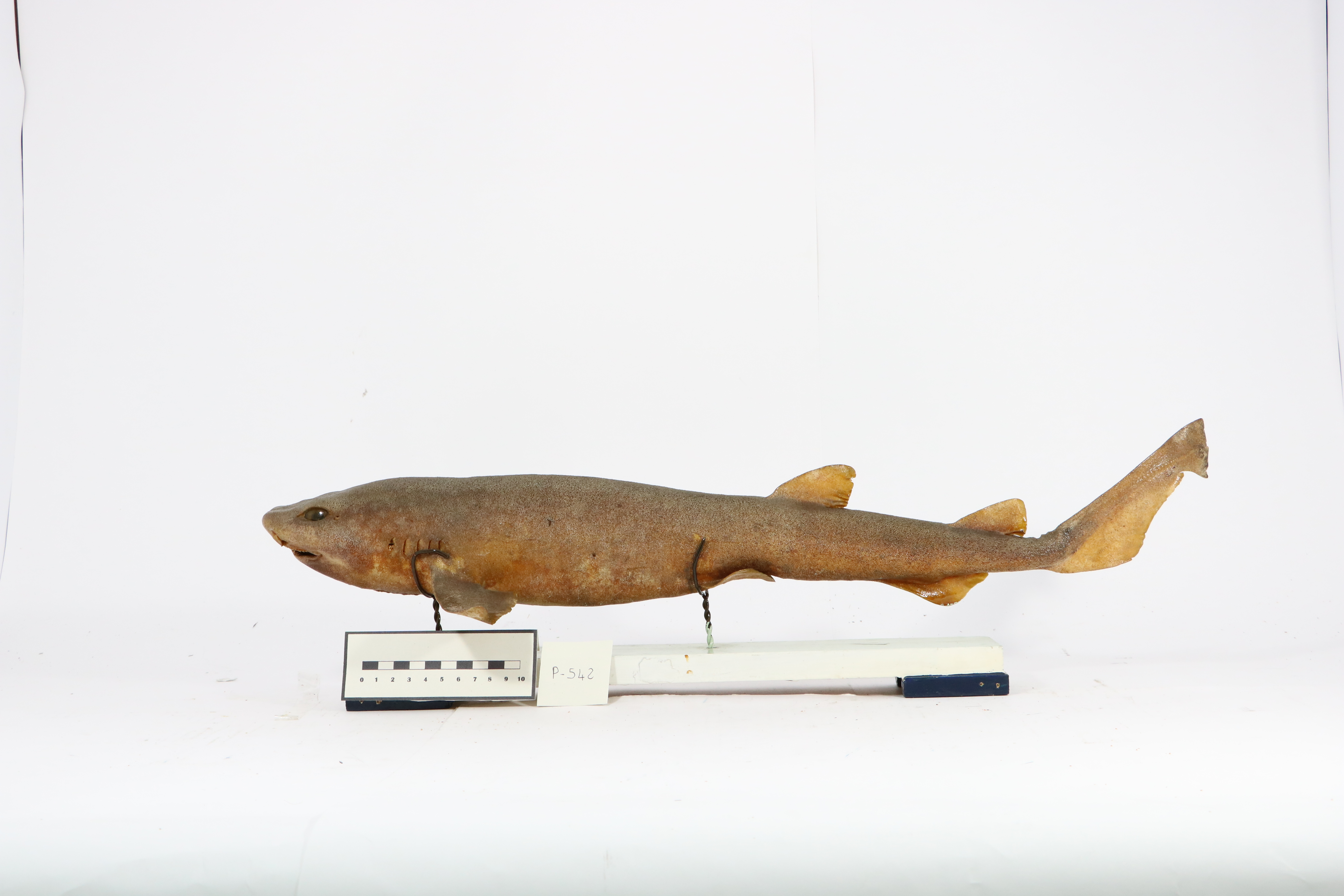 Vertebrati/ Pesci cartilaginei/ Gattuccio (esemplare)