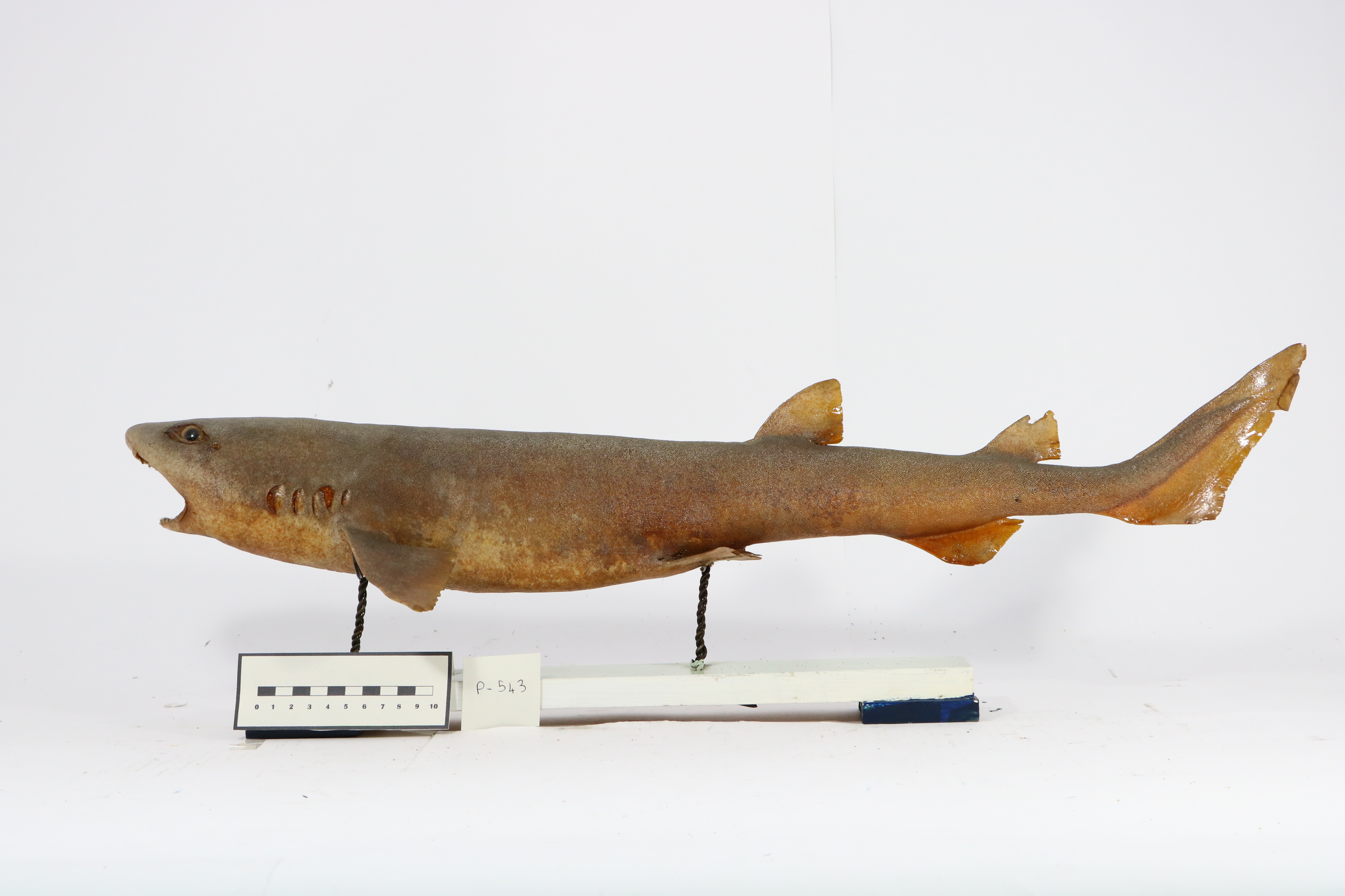 Vertebrati/ Pesci cartilaginei/ Gattuccio (esemplare)