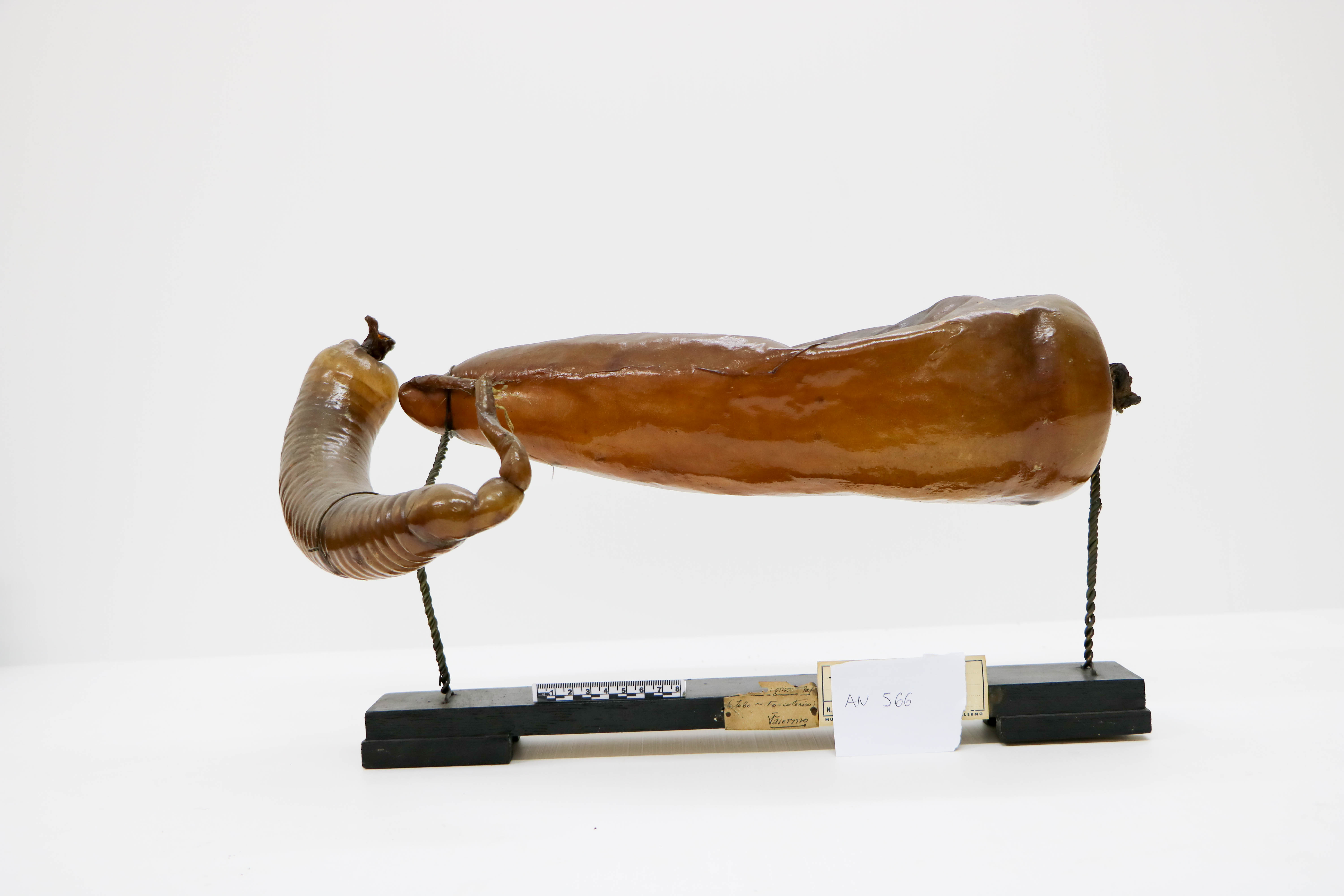 Vertebrati/ Pesci cartilaginei/ squalo capopiatto (esemplare)