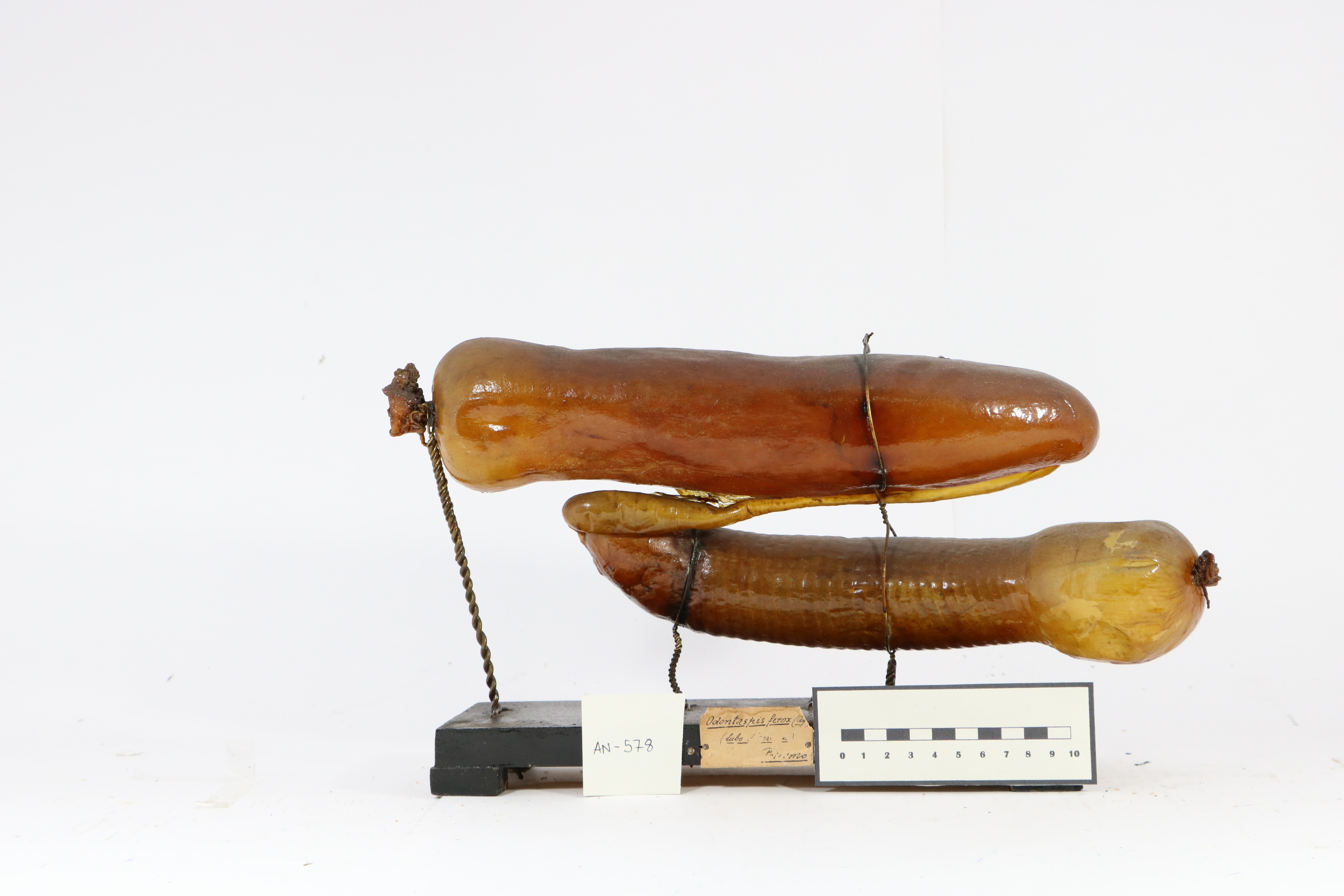 Vertebrati/ Pesci cartilaginei/ Cagnaccio (esemplare)