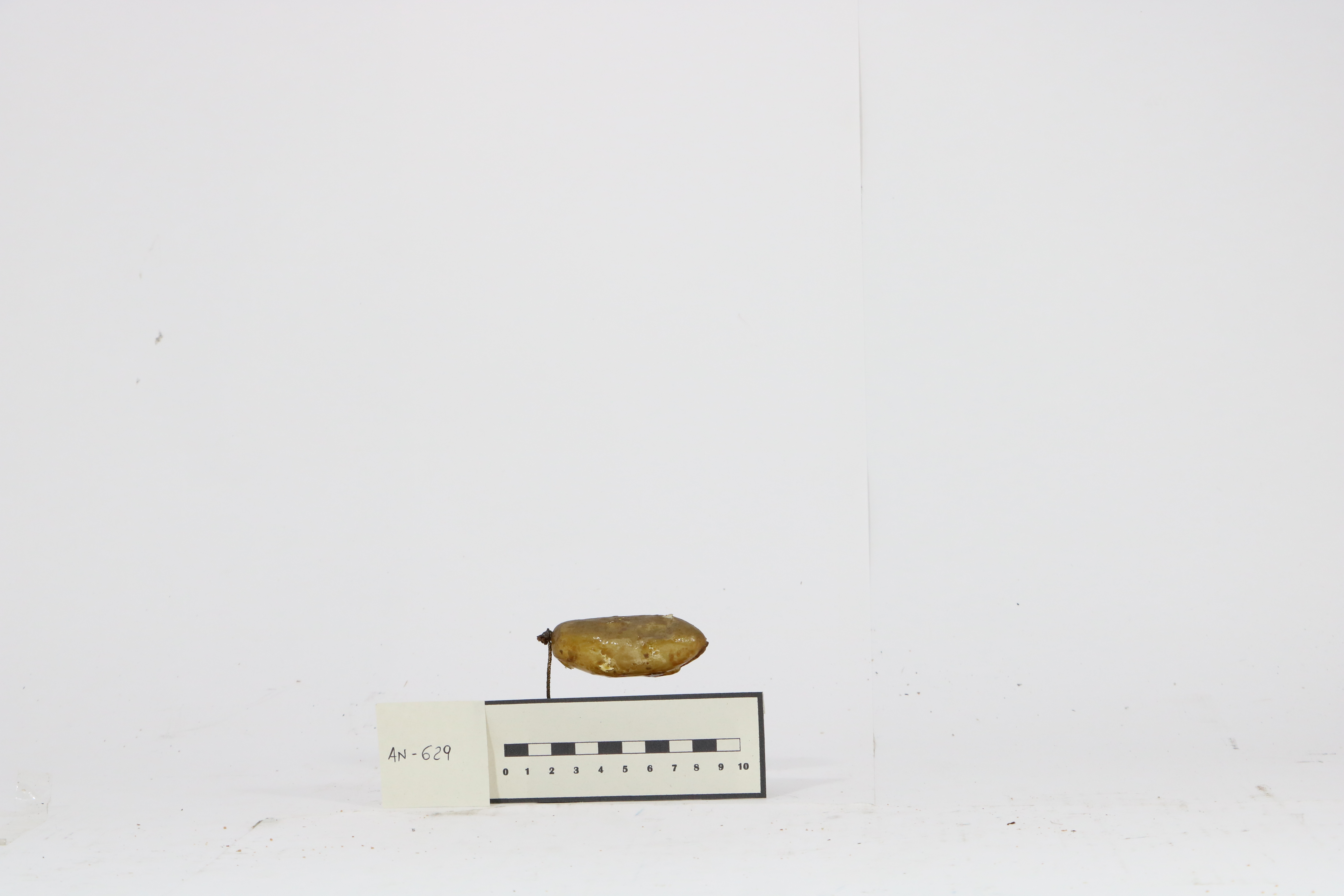 Vertebrati/ Pesci cartilaginei/ Moretto (esemplare)