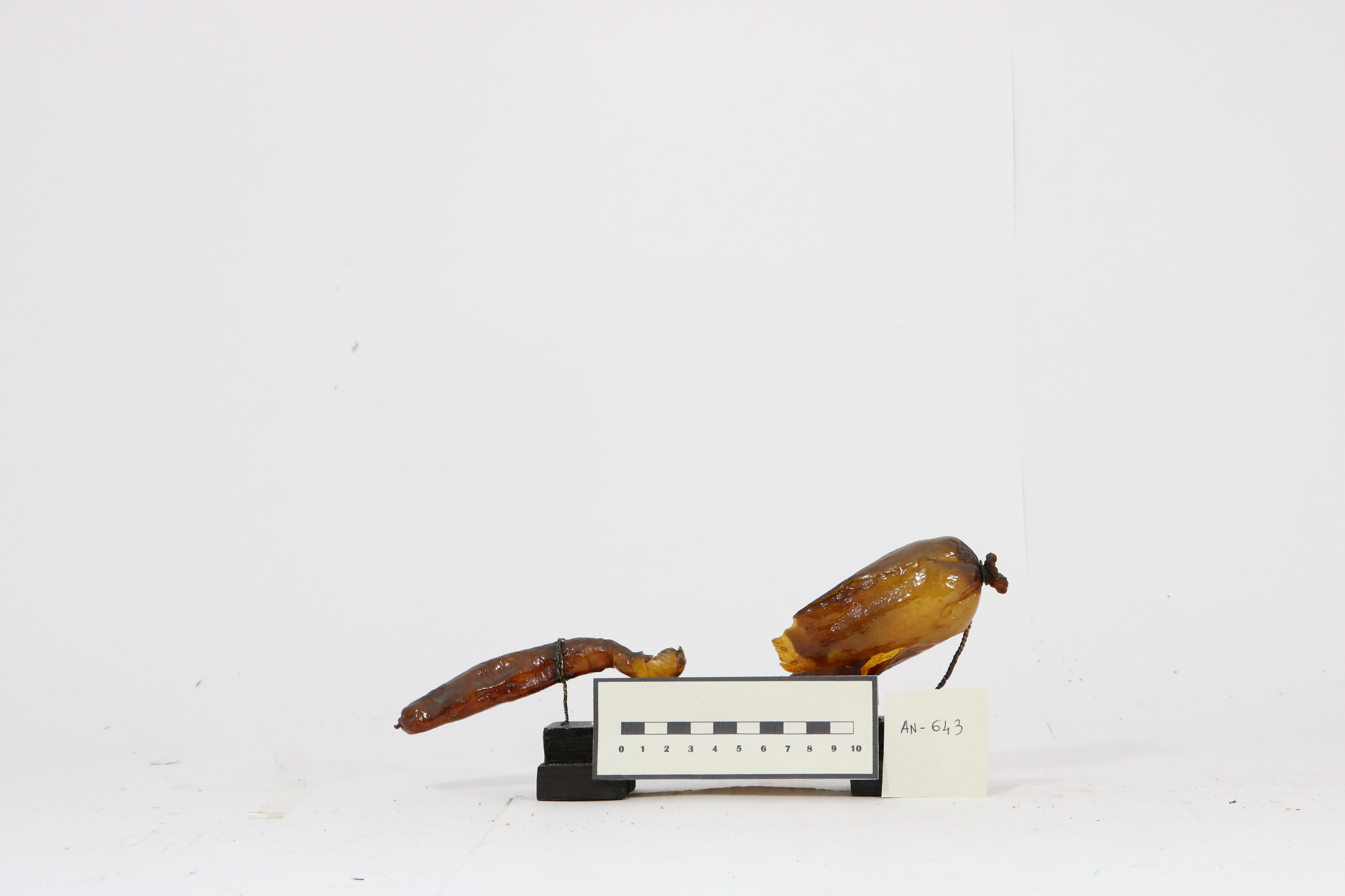 Vertebrati/ Pesci cartilaginei/ Squalo zigrigno (esemplare)